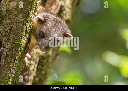 Kinkajou, Potus flavus, Procyonidae, Monteverde Cloud Forest Reserve, Costa Rica, Centroamerica Stockfoto