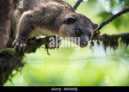 Kinkajou, Potus flavus, Procyonidae, Monteverde Cloud Forest Reserve, Costa Rica, Centroamerica Stockfoto