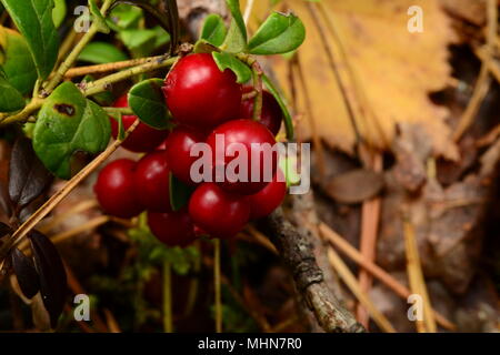 Cowberry bunchberry der rote reife Beeren auf einem Hintergrund der Gefallenen gelbe Blätter Stockfoto
