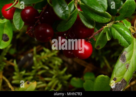 Leuchtend rote Beeren Preiselbeeren in grüne Blätter rot Heidelbeere Stockfoto