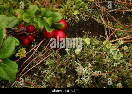 Berry Bush der Roten cowberry auf einem alten Baumstumpf im grünen Moos seine natürliche Schönheit hellen Farben der Natur Hintergrund Stockfoto