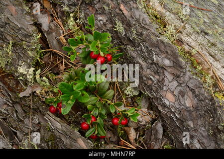 Natürliche berry Hintergrund der Roten cowberry auf einem alten Holz der gefallenen Kiefer Stockfoto