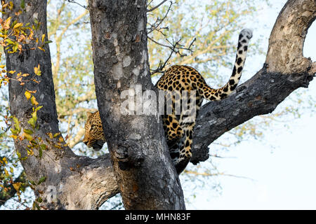 Weibliche Leopard (Panthera pardus) crouching in einem Baum, Südafrika Stockfoto