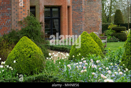 Tulipa 'Angelique' underplanted mit Myosotis und Tulipa Polychroma 'Feld' umgeben von formschnitten an chenies Manor Gardens, Rickmansworth, Buckinghamshi Stockfoto
