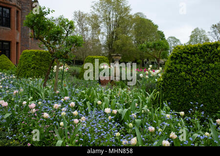 Tulipa 'Angelique' underplanted mit Myosotis an chenies Manor Gardens, Rickmansworth, Buckinghamshire, UK, April Stockfoto