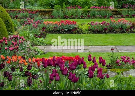 Tulipa "Merlot', Tulipa 'Rokoko' Tulipa 'Annie'' in der versunkenen Garten Chenies Manor Gardens, Rickmansworth, Buckinghamshire, UK, April Stockfoto
