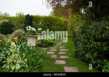 Stein Urnen mit weißen Tulpen und einen Weg der Trittsteine durch Rasen an chenies Manor Gardens, Rickmansworth, Buckinghamshire, UK, April Stockfoto