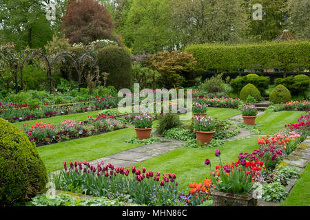 Tulpen einschließlich der Lawa" ein lila und Kupfer Blume in der versunkenen Garten Chenies Manor Gardens, Rickmansworth, Buckinghamshire, UK, April Stockfoto