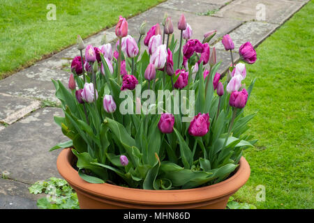 Chenies Manor, Rickmansworth, Buckinghamshire, UK, April Stockfoto