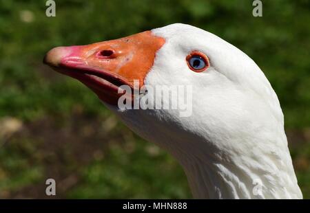 Embden Goose Stockfoto