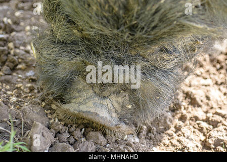 Dunkelhäutige Kunekune Schwein Nahrungssuche im Schlamm für Lebensmittel. Stockfoto