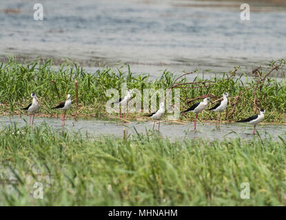 Herde schwarz geflügelte Stelzenläufer himantopus himantopus Säbelschnäbler wilde Vögel unter den Fluss waten Schilf mit ländlichen Hintergrund Landschaft Stockfoto