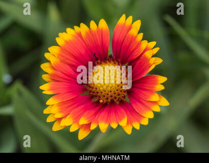 Close-up Detail eines roten und gelben Feuerrad Blütenblätter gaillardia pulchella und Stigmatisierung in Garten Stockfoto