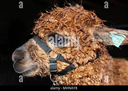 Eine Nahaufnahme eines braunen, männlich, Alpaka, Alpaka Farm in Großbritannien. Stockfoto