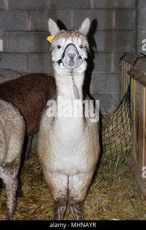 Ein weißes, männliches Alpaka, in seinem Gehäuse auf einem Alpaka Farm in Großbritannien. Stockfoto