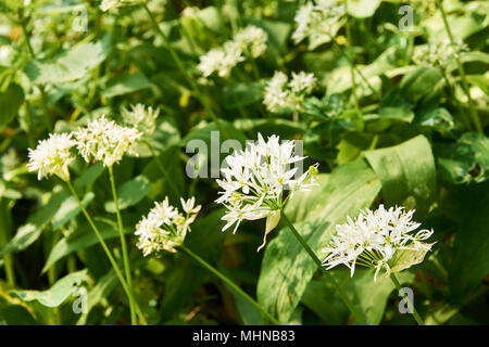 Nahaufnahme einer Blüte der Bärlauch - Allium ursinum - blühen in den Wald an einem sonnigen Frühlingstag Stockfoto