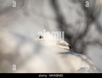 Der Berg hase Lepus timidus, auch als blaue, Tundra, Variable, weiß, Schnee, alpine und Irische Hase bekannt. Hier in seinem Wintermantel, mit weißem Pelz Stockfoto