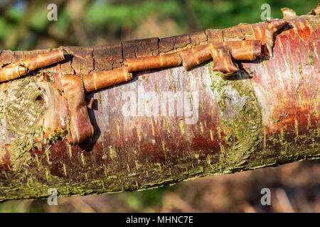 Abblätternde Rinde eines Silver Birch Zweig Stockfoto