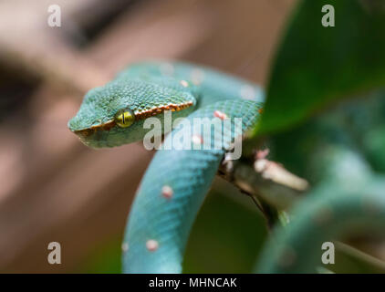 Männliche Wagler's oder Tempel Bambusotter (Tropidolaemus wagleri) saß in einem Baum Khao Sok Nationalpark Thailand Stockfoto