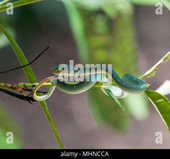 Männliche Wagler's oder Tempel Bambusotter (Tropidolaemus wagleri) saß in einem Baum Khao Sok Nationalpark Thailand Stockfoto