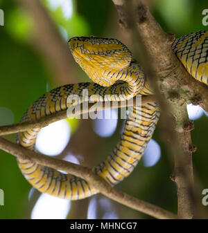 Weibliche Wagler's oder Tempel Bambusotter (Tropidolaemus wagleri) saß in einem Tree Phuket Thailand Stockfoto