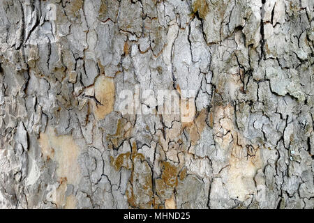 Platane Rinde (platanus) full frame Hintergrund. Stockfoto