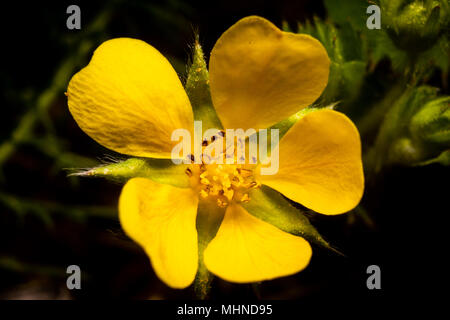 In diesem Frühjahr wildflower Bloom ist in der Makrofotografie Bild gesehen. Stockfoto