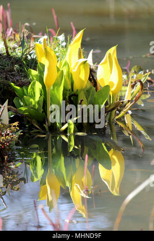 Die schöne und ungewöhnliche Blüten von Lysichiton americanus auch als gelbe oder amerikanischen Skunk cabbage bekannt, in einem noch pool Wasser wider. Stockfoto