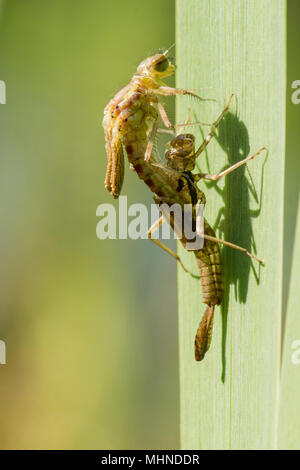 Serie 7 von 13, große, rote damselfly, Pyrrhosoma nymphula, Larve, Larven, unreife Erwachsene emerging, Sussex, UK, April Stockfoto