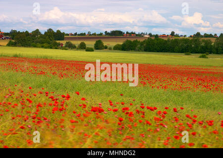 Felder mit blühenden Mohn in der schwedischen Landschaft. Stockfoto