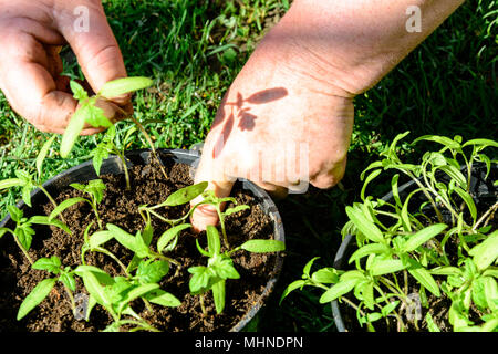 Junge Tomaten Pflanzen in Töpfen sind bereit in offenen Boden oder Gewächshaus 2018 Anlage Stockfoto