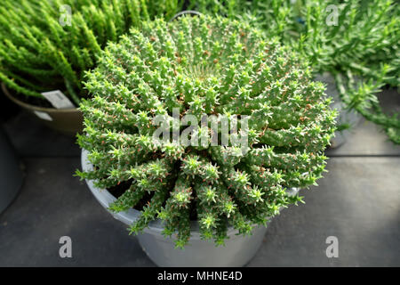 Euphorbia flanaganii oder als Medusenhaupt bekannt Stockfoto