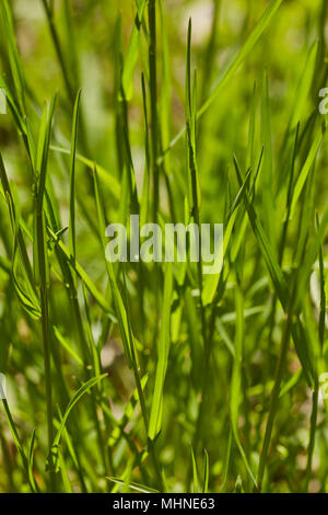 Gras im Frühling auf einem Bauernhof Weide, Amish Country, Lancaster County, Pennsylvania, USA Stockfoto