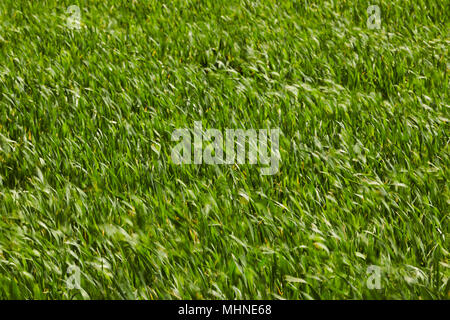 Gras im Frühling auf einem Bauernhof Weide, Amish Country, Lancaster County, Pennsylvania, USA Stockfoto