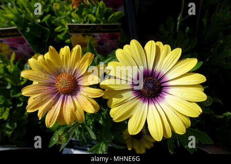 Osteospermum Ecklonis oder auch als afrikanische Daisy, Kap Ringelblume bekannt Stockfoto