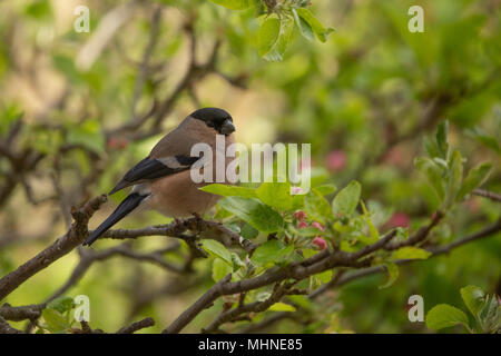Weibliche Dompfaff thront auf einem Zweig. Stockfoto