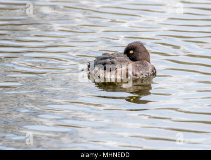 Eine weibliche Reiherente auf dem Wasser. Stockfoto