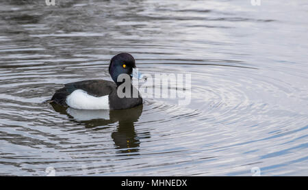 Eine einzelne männliche Reiherente Stockfoto