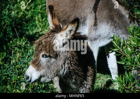 Eselchen beobachten mit einer zarten Look Stockfoto