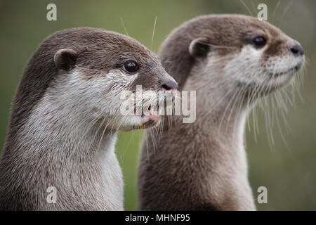 Cute Nahaufnahme Portrait von ein Paar von zwei asiatischen oder orientalischen kleine Krallen Otter (Aonyx cinerea) mit unscharf Hintergrund Stockfoto