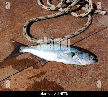 Frischen Fisch (BLUEFISH) auf dem Boot Stock Stockfoto