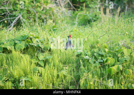 Männliche Grün Fasan im Feld "Isehara Stadt, die Präfektur Kanagawa, Japan Stockfoto