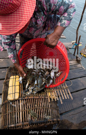 Eine kambodschanische Frau füllt ein Bambusnetz mit lebenden Krabben auf dem Krabbenmarkt in Krong Kaeb, Provinz Kep, Kambodscha, Fisch und Meeresfrüchte, traditionelle Marktaktivitäten Stockfoto