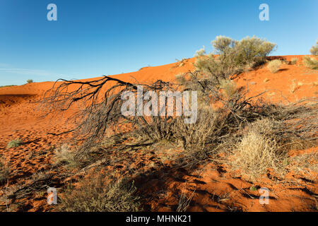 Am späten Nachmittag Licht auf den roten Sanddünen auf der Diamantina Entwicklung Straße westlich von windorah im Outback von Western Central Queensland. Stockfoto