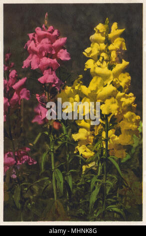 Antirrhinum Majus - Snapdragon Stockfoto