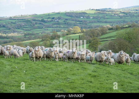 Schafe und Lämmer in der Landschaft Stockfoto