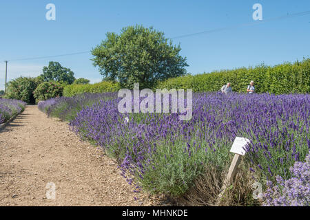 Lavendelfarm Stockfoto
