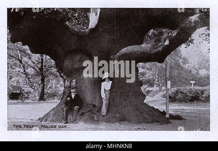 Eine Frau, die in den Stamm der großen Eiche, Sherwood Forest in der Nähe von Edwinstowe, Nottinghamshire. Gemäß Aussage der lokalen Folklore, war es Robin Hood's Tierheim, wo er und seine fröhliche Männer schliefen. Datum: ca. 1903 Stockfoto