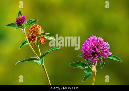 In der Nähe von Blüten von Trifolium pratense (Rotklee) auf den unscharfen Hintergrund einer Bergwiese im Frühjahr. Stockfoto