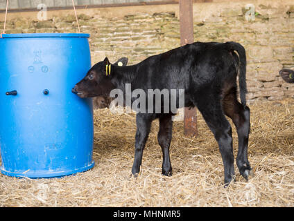 4 Tage altes Kalb auf Milch bar System im Innenbereich Stockfoto